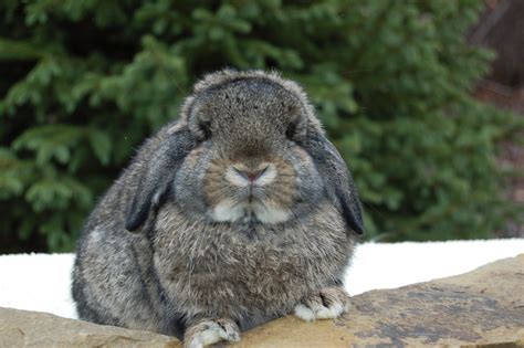 Chocolate Chinchilla. . Showable holland lop colors
